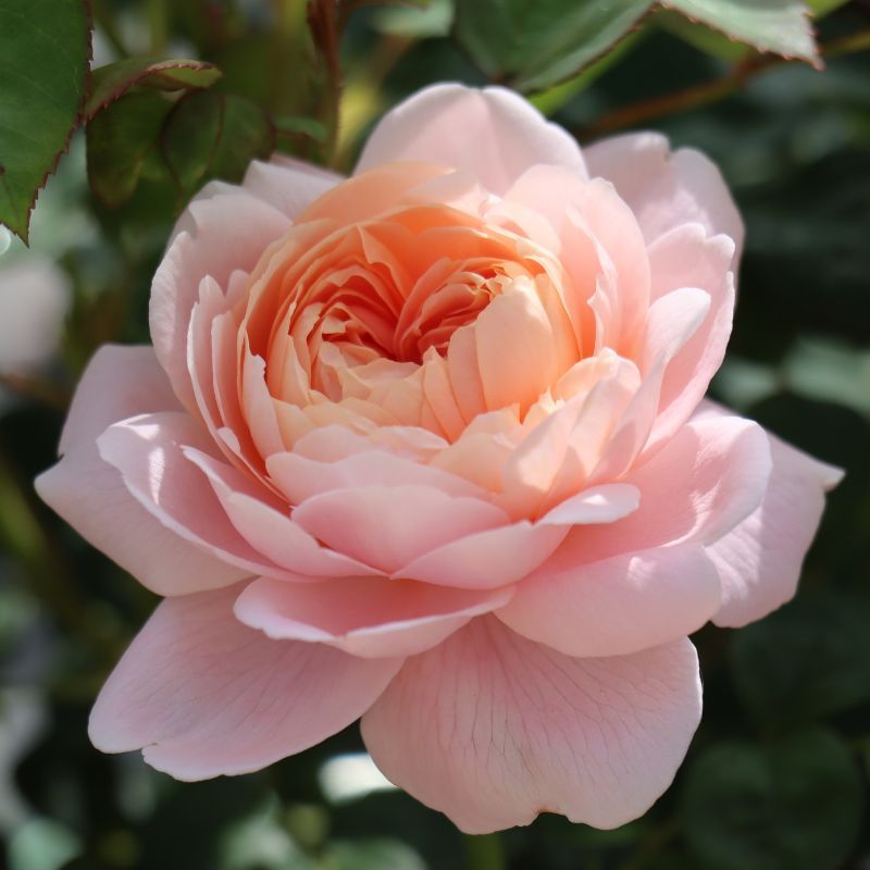 David Austin Shrub Rose 'Queen of Sweden' 6 Litres